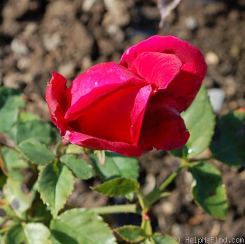 'President Eisenhower' rose photo
