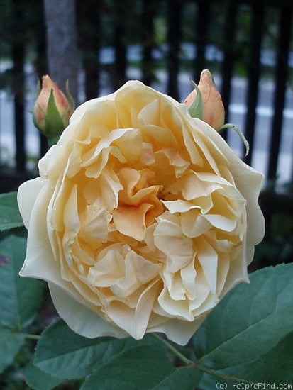 'Graham Thomas' rose photo