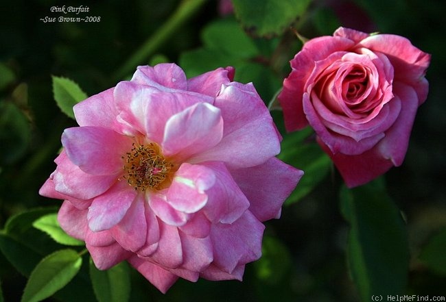 'Pink Parfait' rose photo