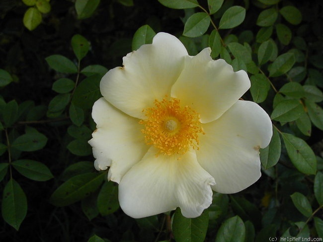 'Mermaid (hybrid bracteata, Paul, 1917)' rose photo