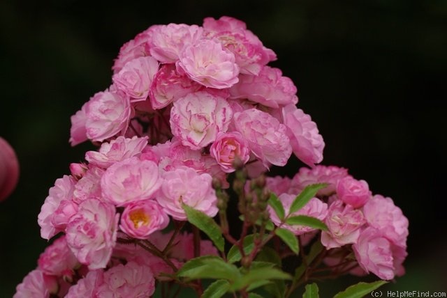 'Heavenly Pink ® (Hybrid Musk, Lens 1997)' rose photo