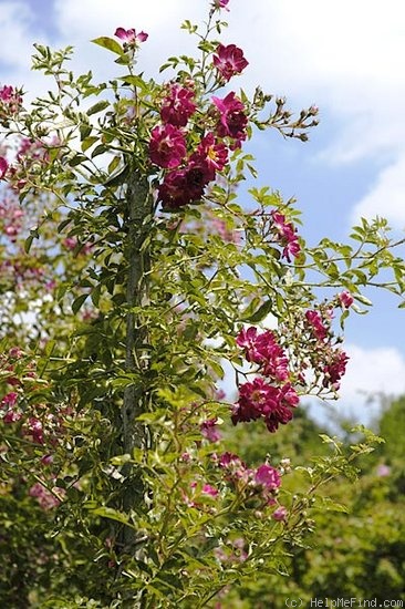 'Gruss an Freundorf' rose photo