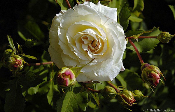 'Galaxy (floribunda, Meilland 1995)' rose photo