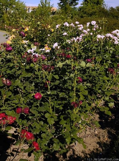 'Astrid Gräfin von Hardenberg' rose photo