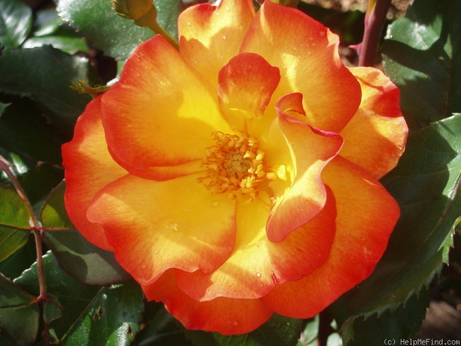 'Playboy ®' rose photo
