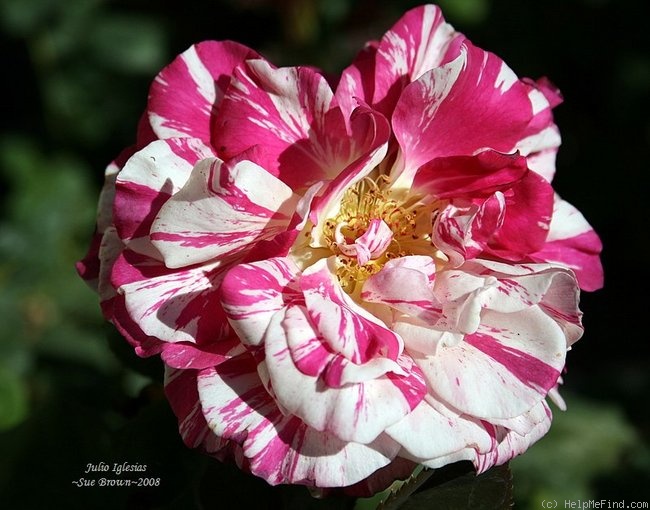 'Julio Iglesias (floribunda, Meilland, 2006)' rose photo