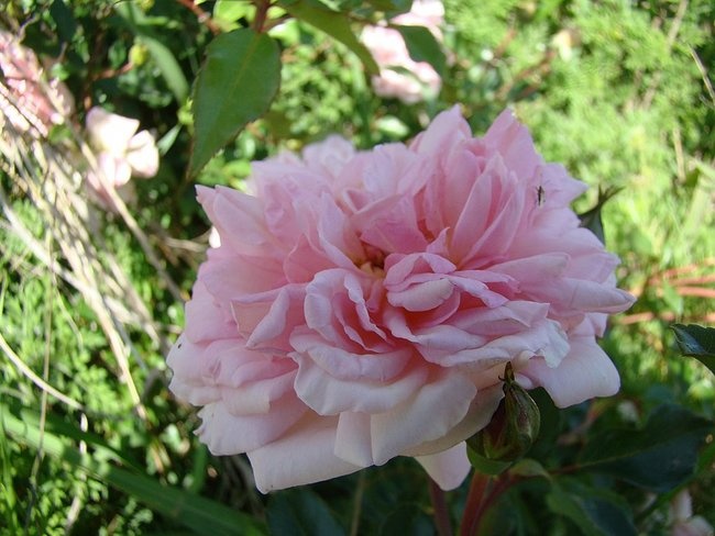 'Rosales Cristel Vidal'  photo
