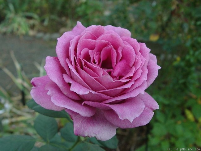 'Balkan Star' rose photo