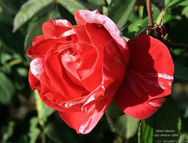 'Henri Matisse ®' rose photo