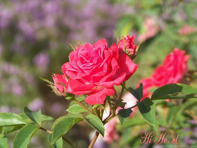 'Hi Ho' rose photo
