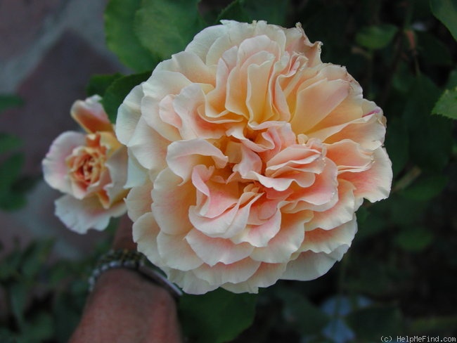 'Calico' rose photo