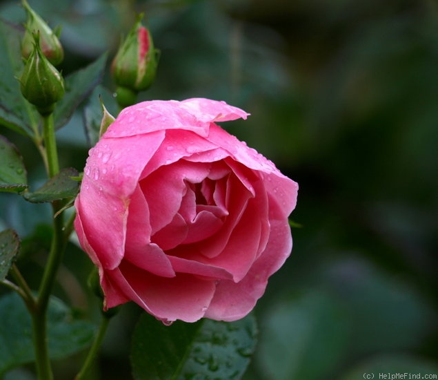 'Astrid Lindgren' rose photo