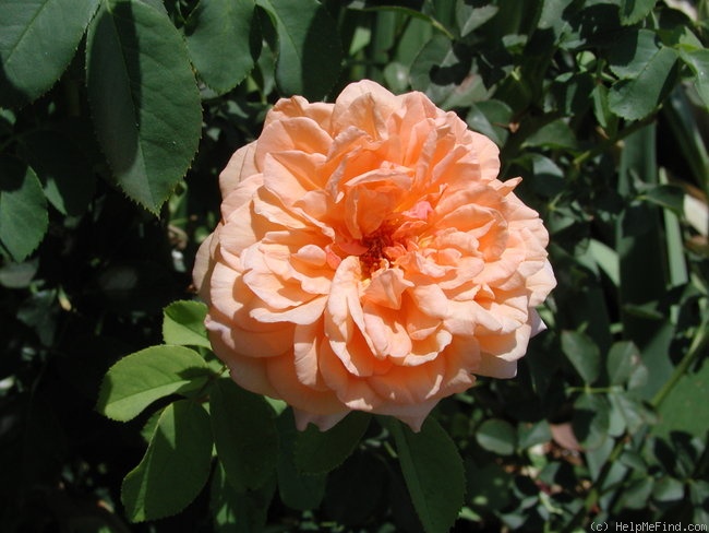 'Louise Clements (shrub, Clements, 1996)' rose photo
