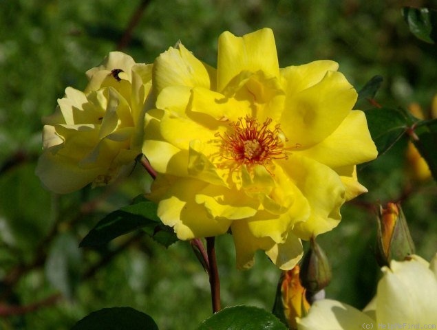 'Golden Showers' rose photo