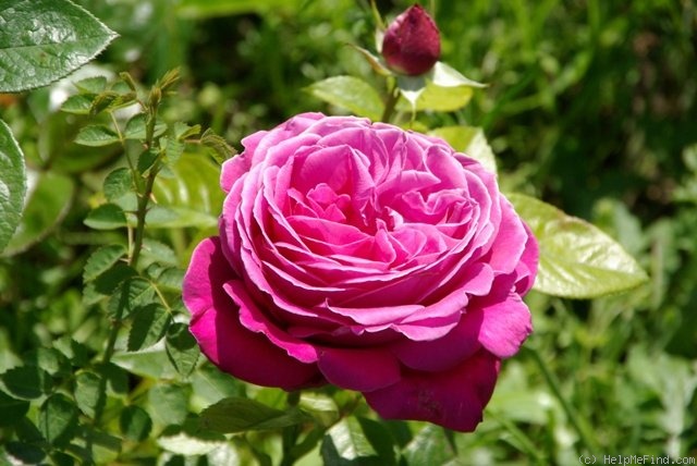 'Senteur Royale ® (hybrid tea, Tantau 2004)' rose photo