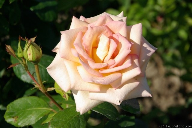 'The Lady' rose photo