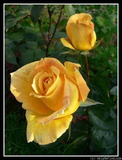 'Anni Däneke' rose photo