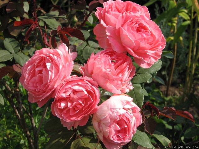 'Liv Tyler ®' rose photo