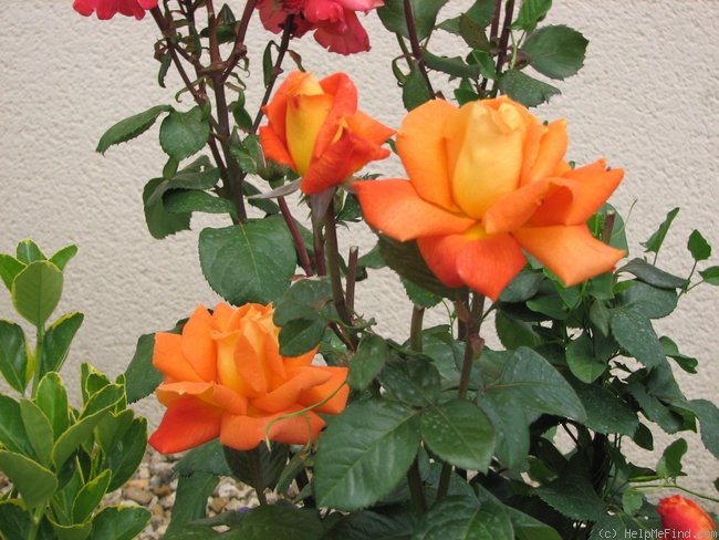 'Louis de Funès ®' rose photo