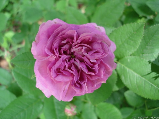 'Belle de Crécy (Gallica, Roeser, 1829)' rose photo
