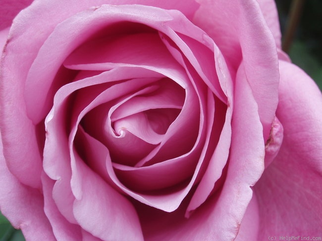'Charles de Gaulle ®' rose photo