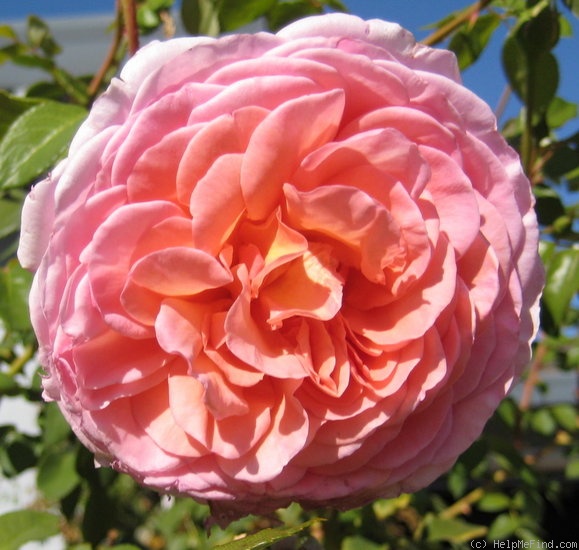 'Abraham Darby' rose photo
