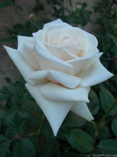 'CDXLUB' rose photo