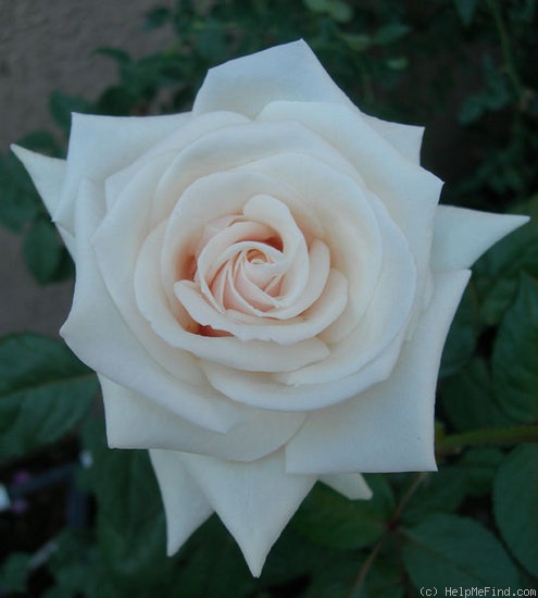 'CDXLUB' rose photo