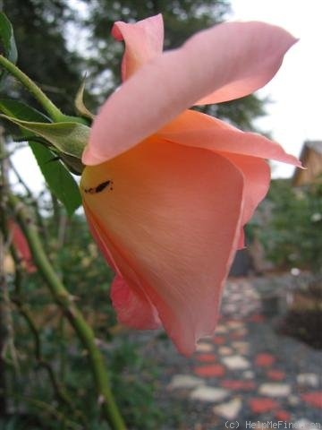 'City Girl (Large Flowered Climber, Harkness, 1985)' rose photo