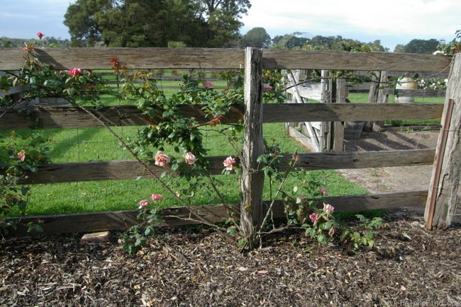 'Lorraine Lee' rose photo