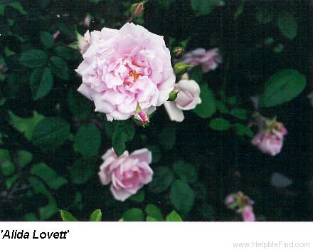'Alida Lovett' rose photo