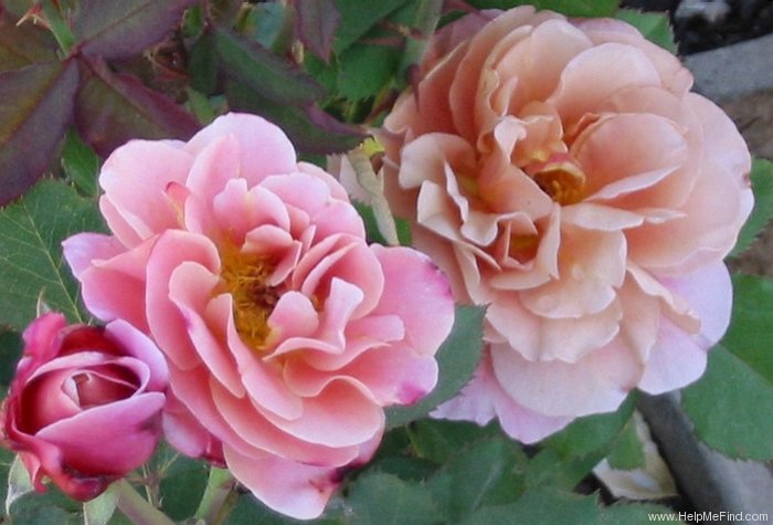 'Distant Drums (Shrub, Buck 1984)' rose photo
