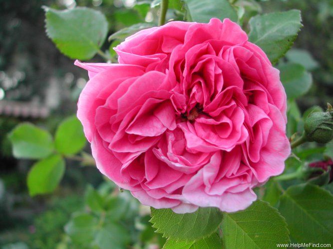 'Louise Odier (Bourbon, Margottin, 1851)' rose photo