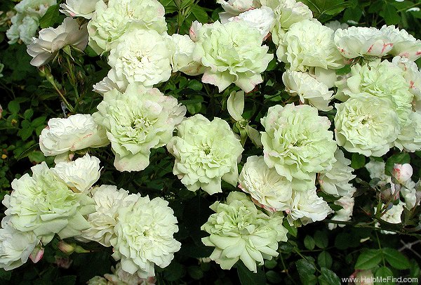 'Green Ice (miniature, Moore 1971)' rose photo