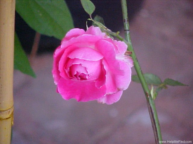 'Madame Edmond Laporte' rose photo