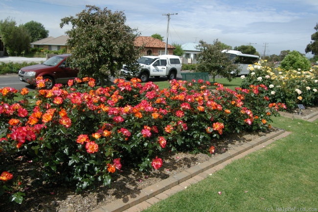 'Playboy ®' rose photo