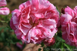 'Belle des Jardins (gallica, Guillot fils, 1872)' rose photo