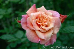 'Aloha ® (climber, LCl, Kordes 2003)' rose photo
