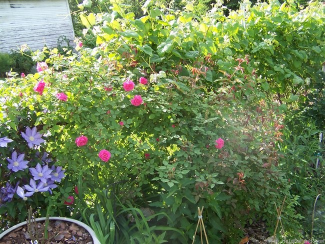 'Zéphirine Drouhin (Bourbon, Bizot 1868)' rose photo