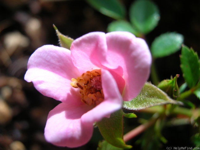 'Tiny Tears' rose photo