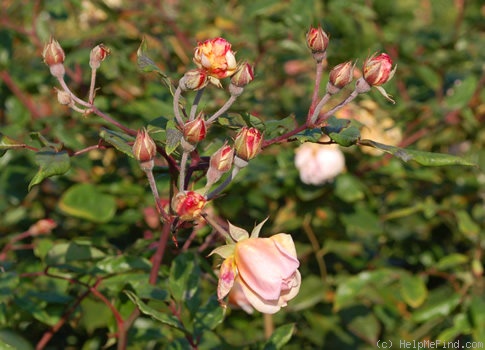 'Ceres (Hybrid Musk, Pemberton, 1914)' rose photo