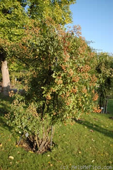 'Kathleen (hybrid Musk, Pemberton 1922)' rose photo