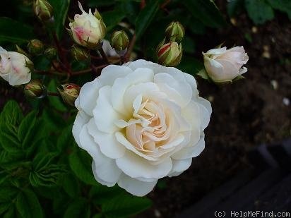 'Prosperity (Hybrid Musk, Pemberton, 1919)' rose photo