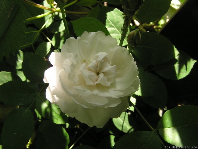 'Winchester Cathedral ®' rose photo