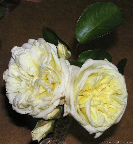 'Chromatella' rose photo