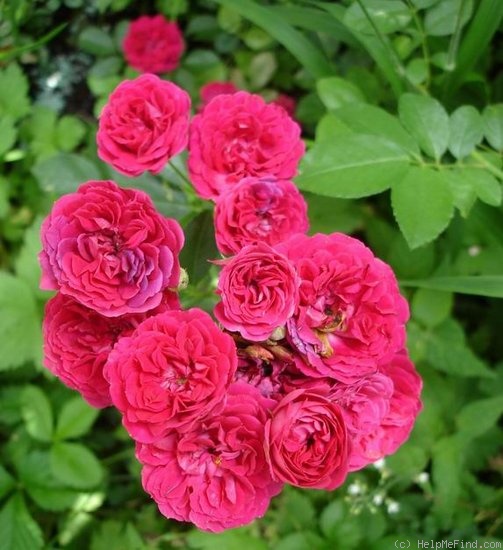 'Chevy Chase (Rambler, Hansen, 1939)' rose photo