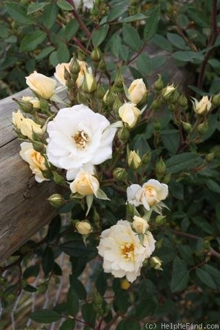 'Softee (miniature, Moore 1983)' rose photo