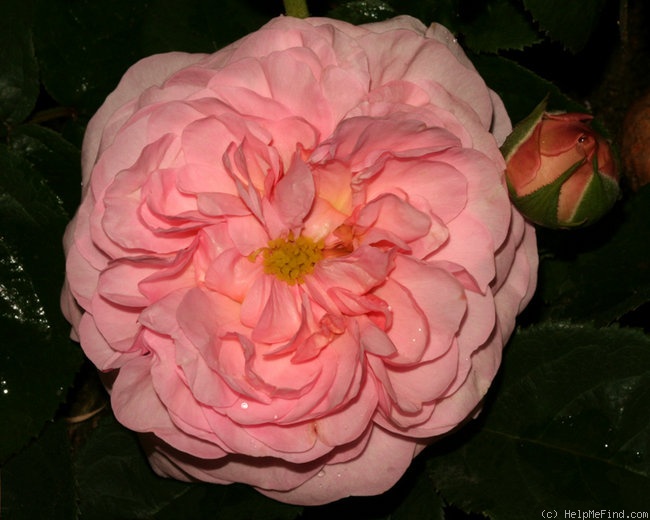'Allegra' rose photo