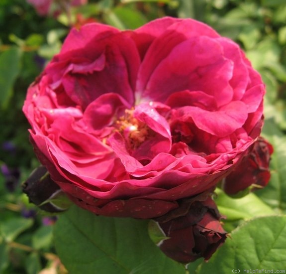 'Astrid Gräfin von Hardenberg' rose photo