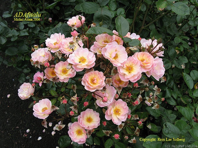 'ADAfitalu' rose photo